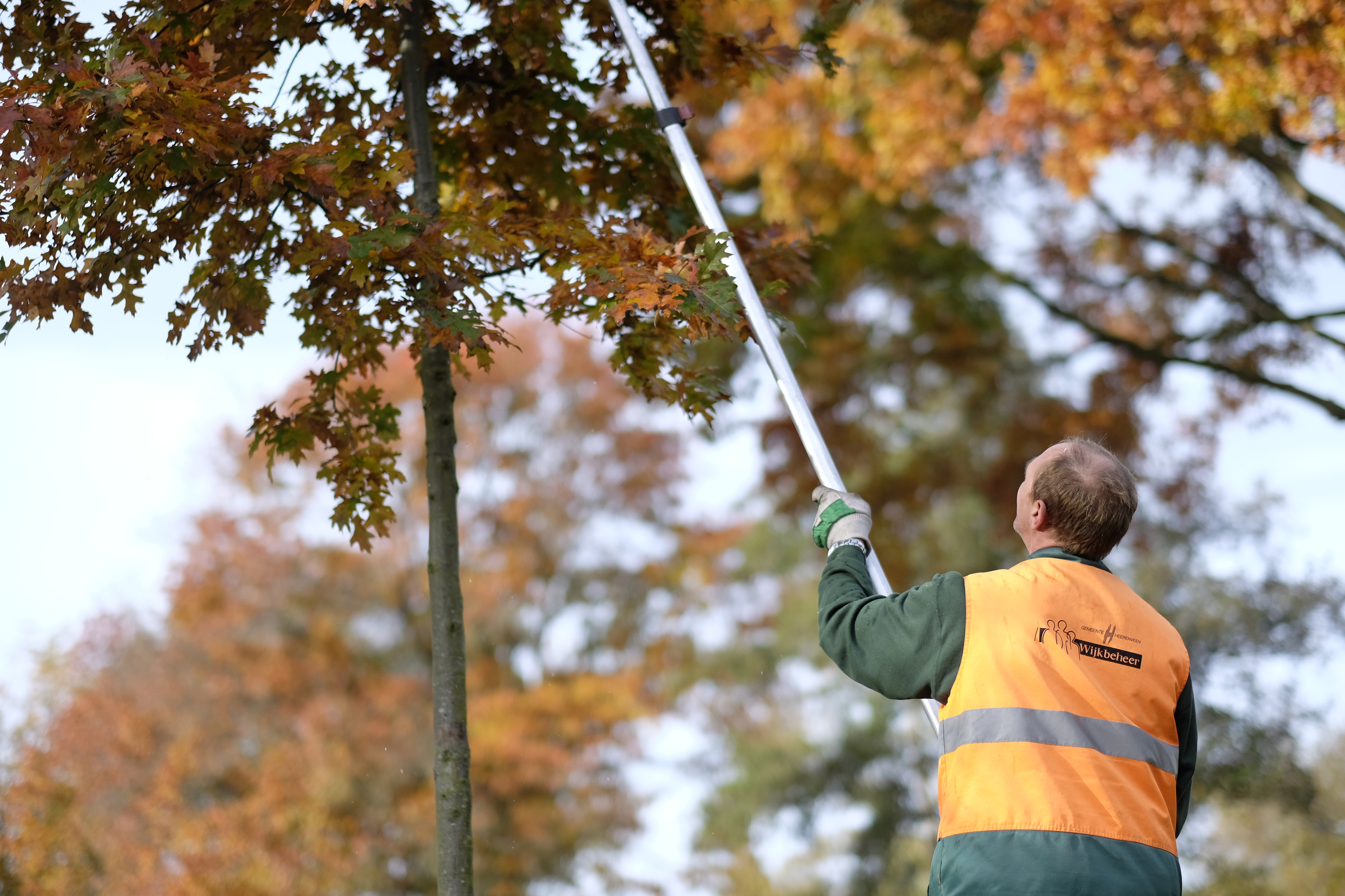 Informatie over bomen kappen - Gemeente Heerenveen